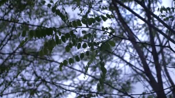 A natureza da primavera. um céu azul claro e botões florescentes nas árvores. folhas verdes contra o fundo das nuvens. Paisagem natural do céu e da árvore. 4k — Vídeo de Stock