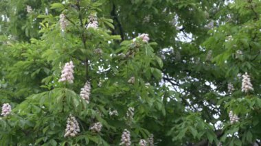 Çiçek açması kestane. Güzel çiçekler genç yeşil yaprakları arasında. 4k, ağır çekim