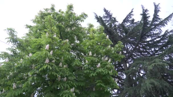 Bloeiende kastanje. Mooie bloemen onder jonge groene bladeren. 4k, slow-motion — Stockvideo