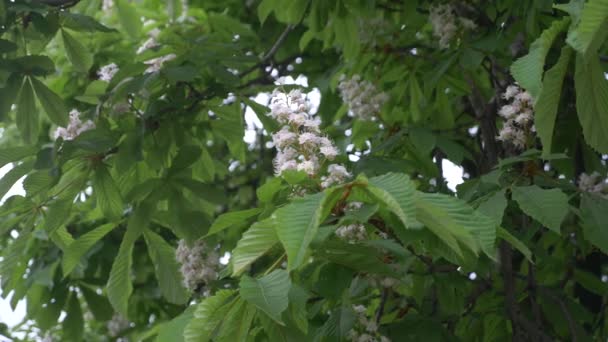 Castanha florescente. Lindas flores entre as folhas verdes jovens. 4k, câmera lenta — Vídeo de Stock