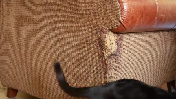 Кресло, испорченное когтями кошки. царапины от кошачьих когтей на обивке кресла. 4k, крупный план, замедленная съемка . — стоковое видео