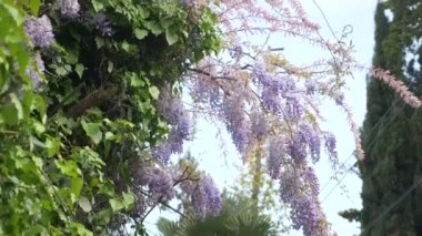 4k, yavaş çekim. bahar çiçekleri. üzüm çiçek ve yaprakları Menekşe wisteria ile. Gökyüzü bulutlar.
