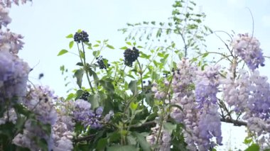 4k, yavaş çekim. bahar çiçekleri. üzüm çiçek ve yaprakları Menekşe wisteria ile. Gökyüzü bulutlar.