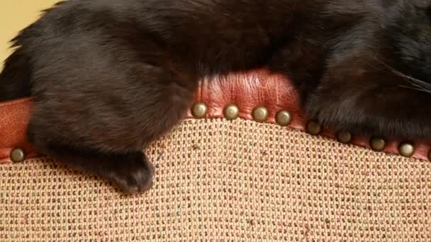 Uma poltrona estragada pelas garras de um gato. arranhões das garras gatos no estofamento da cadeira. 4k, close-up, tiro em câmera lenta . — Vídeo de Stock