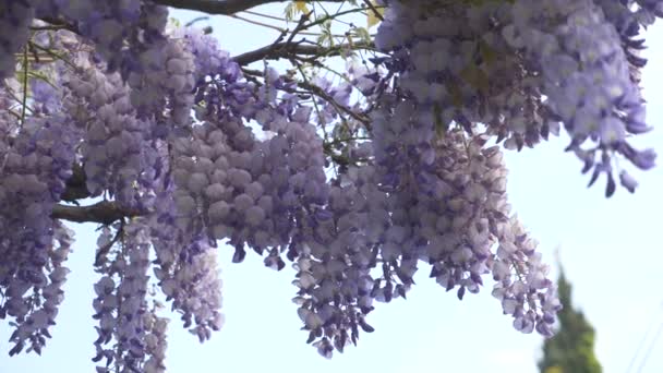 4k, Slow-motion shooting. spring blossoms. vines with flowers and leaves of violet wisteria. Sky clouds. — Stock Video