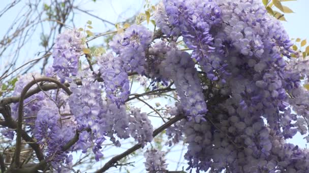 4k, disparo en cámara lenta. flores de primavera. vides con flores y hojas de glicina violeta. Nubes del cielo . — Vídeos de Stock