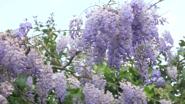 4k, filmare lentă. flori de primăvară. viță de vie cu flori și frunze de wisteria violet. Nori de cer . — Videoclip de stoc