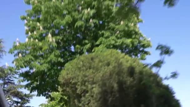 La vista desde la ventana de un coche que pasea por el callejón floreciente de la ciudad. 4k, cámara lenta — Vídeo de stock