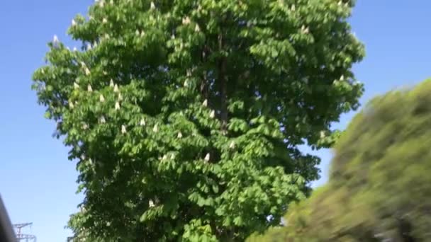 Widok z okna samochodu, który jedzie wzdłuż alei kwitnienia siedzib. 4k, zwolnionym tempie — Wideo stockowe