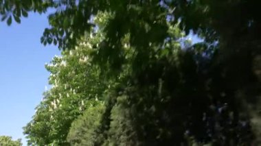 Kentin çiçekli sokak rides bir arabanın penceresinden görünümü. 4k, ağır çekim