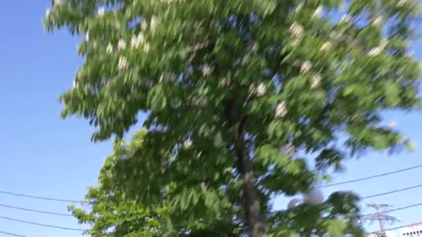 Kentin çiçekli sokak rides bir arabanın penceresinden görünümü. 4k, ağır çekim — Stok video