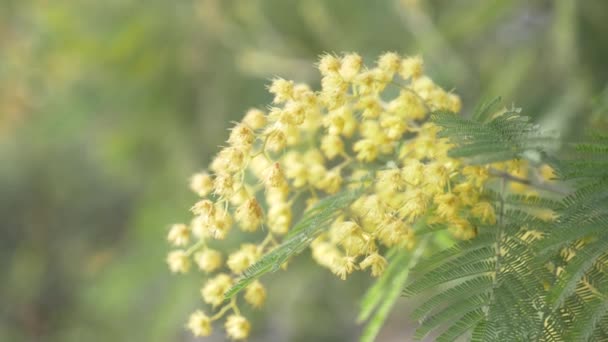 Mimosa Primavera fiori Pasqua sfondo. Un albero di mimosa in fiore. primo piano. 4k, rallentatore — Video Stock