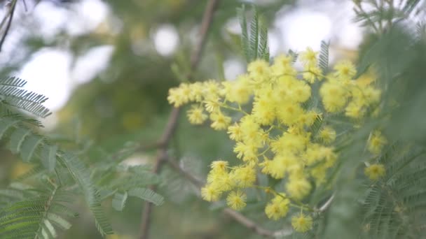 Mimosa vårblommor påsk bakgrund. Blommande mimosa träd. närbild. 4k, Slowmotion — Stockvideo