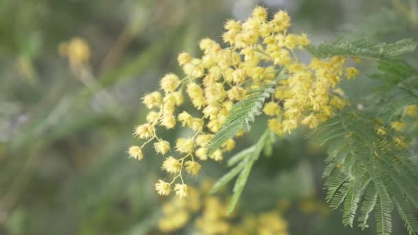 Mimosa Primavera flores fundo da Páscoa. Árvore mimosa florescente. close-up. 4k, câmera lenta — Vídeo de Stock