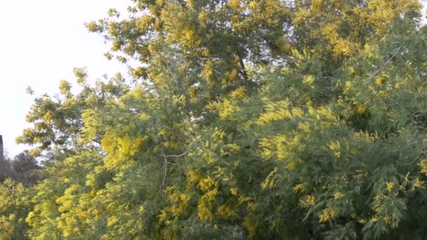 Mimosa jarní květiny velikonoční pozadí. Kvetoucí mimosa strom proti obloze. 4k, pomalý pohyb