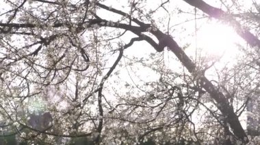 Kiraz eriği ağacı. çiçekler ve güneş parlamayı. 4k, ağır çekim