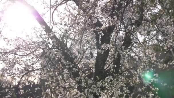 Uma árvore de ameixa de cereja. flores e brilho do sol. 4k, câmera lenta — Vídeo de Stock