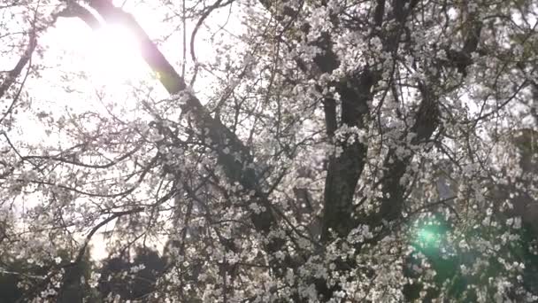 Un albero di prugne ciliegio. fiori e bagliore del sole. 4k, rallentatore — Video Stock