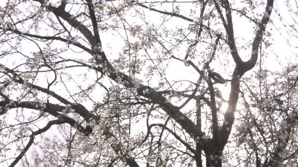A Cherry Plum tree. flowers and sun glare. 4k, slow motion — Stock Video