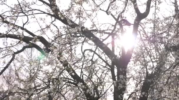 Un ciruelo de cerezo. flores y resplandor solar. 4k, cámara lenta — Vídeo de stock