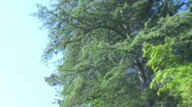 Dağlarda yaz orman arasında hareket eden bir arabanın penceresinden görüntüleyin. 4k, ağır çekim