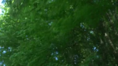 Dağlarda yaz orman arasında hareket eden bir arabanın penceresinden görüntüleyin. 4k, ağır çekim