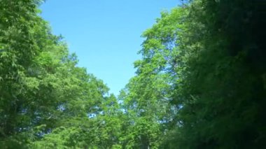 Dağlarda yaz orman arasında hareket eden bir arabanın penceresinden görüntüleyin. 4k, ağır çekim