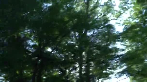 Вид из окна движущегося автомобиля в горах среди летнего леса. 4k, slow motion — стоковое видео