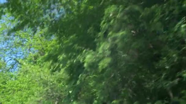 Vista desde la ventana de un coche en movimiento en las montañas entre el bosque de verano. 4k, cámara lenta — Vídeos de Stock