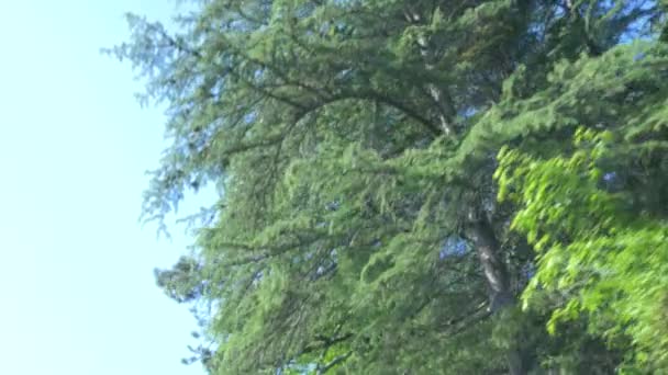 Pohled z okna jedoucího auta v horách uprostřed lesa v létě. 4k, pomalý pohyb — Stock video