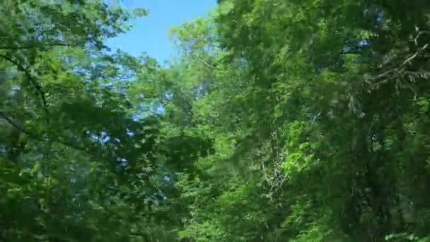 Blick aus dem Fenster eines fahrenden Autos in den Bergen inmitten des Sommerwaldes. 4k, Zeitlupe — Stockvideo