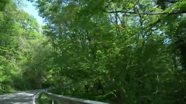 Nézd az ablakból egy mozgó autót, a hegyekben a nyár erdő között. 4k, lassú mozgás — Stock videók