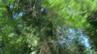 Dağlarda yaz orman arasında hareket eden bir arabanın penceresinden görüntüleyin. 4k, ağır çekim
