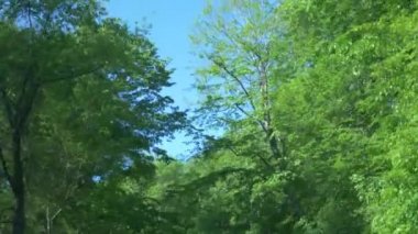 Dağlarda yaz orman arasında hareket eden bir arabanın penceresinden görüntüleyin. 4k, ağır çekim