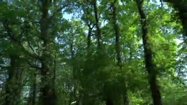 Dağlarda yaz orman arasında hareket eden bir arabanın penceresinden görüntüleyin. 4k, ağır çekim