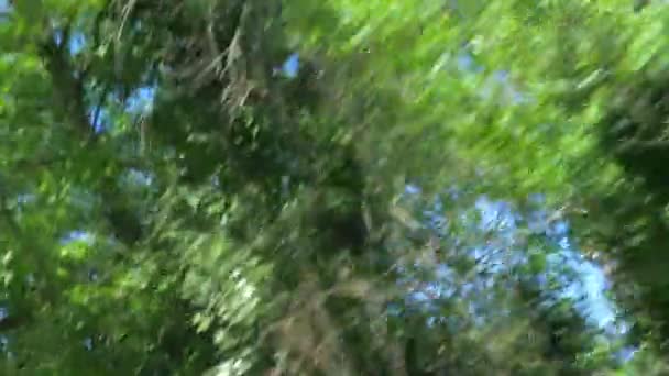 Visa från fönstret i en bil i rörelse i bergen bland skogen sommaren. 4k, Slowmotion — Stockvideo
