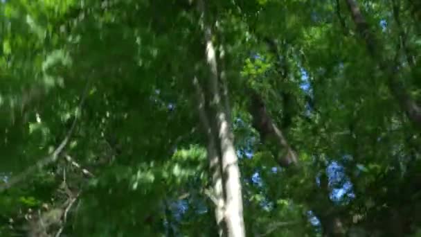 Vista dal finestrino di un'auto in movimento in montagna tra la foresta estiva. 4k, rallentatore — Video Stock