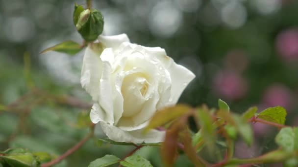 Primo piano. 4k. un fiore di rosa bianca dopo la pioggia . — Video Stock