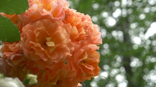 Primer plano. 4k. una flor de una rosa naranja después de una lluvia . — Vídeo de stock