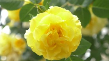 yakın çekim. bir yağmur sonra sarı bir gül 4 k. çiçek.