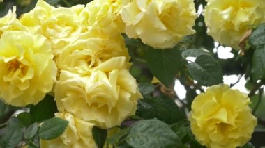 yakın çekim. bir yağmur sonra sarı bir gül 4 k. çiçek.