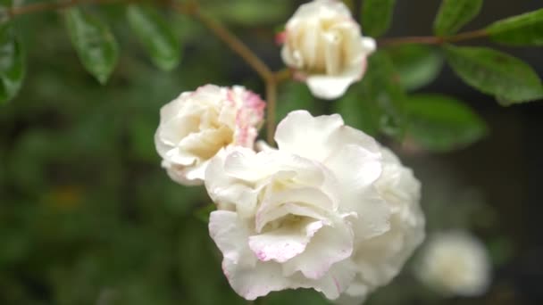 Primer plano. 4k. una rosa blanca después de la lluvia . — Vídeo de stock