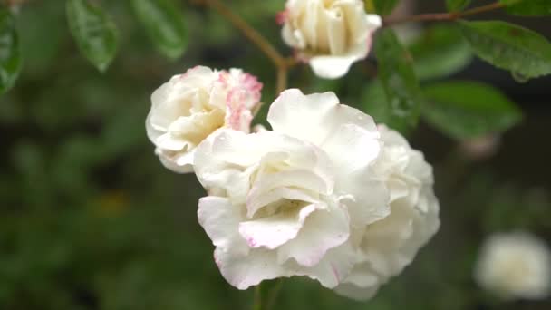 클로즈업입니다. 4 공화국 비 후 흰 장미 꽃. — 비디오