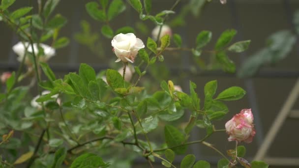 Grand buisson avec des roses fleuries blanc-rose pour l'aménagement paysager vertical. pendant la pluie. 4k, au ralenti — Video