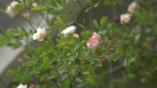 Μεγάλος θάμνος με ανθοφορία λευκό-ροζ τριαντάφυλλα για την κάθετη εξωραϊσμού. κατά τη διάρκεια της βροχής. 4k, αργή κίνηση — Αρχείο Βίντεο