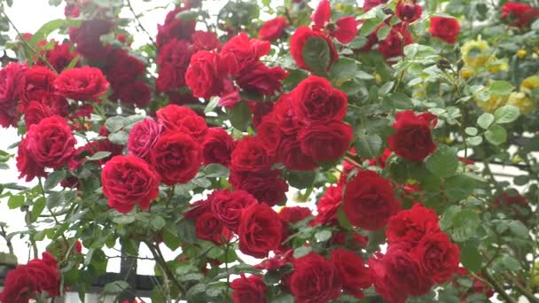 Arbusto grande con rosas rojas florecientes para la jardinería vertical. después de la lluvia. 4k, disparo en cámara lenta — Vídeos de Stock