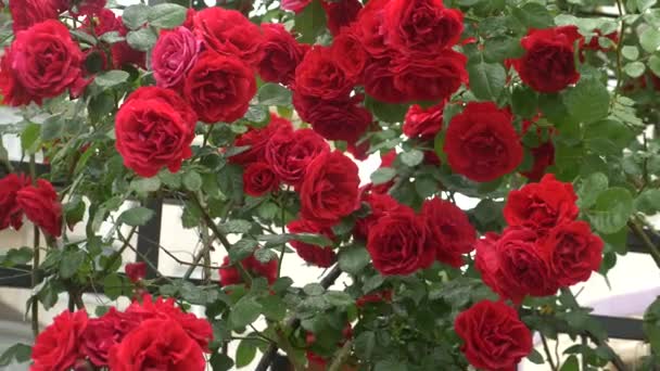 Arbusto grande com rosas vermelhas florescentes para jardinagem vertical. depois da chuva. 4k, tiro em câmera lenta — Vídeo de Stock