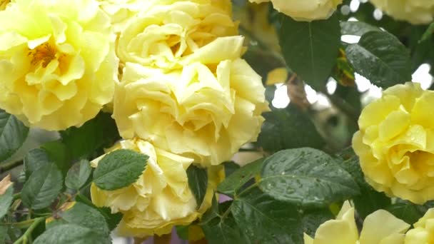 Närbild. 4 k. blomman av en gul ros efter ett regn. — Stockvideo