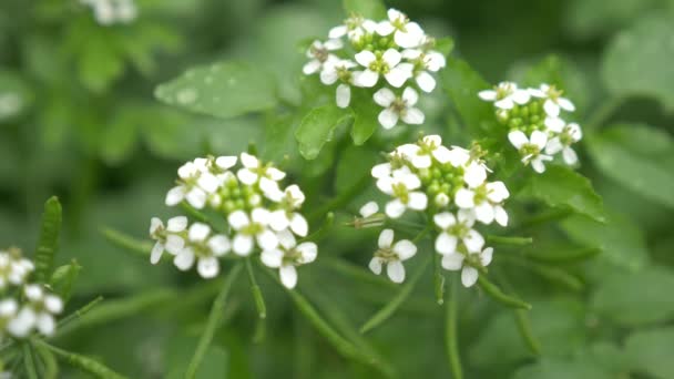 Potočnice lékařská bylinkovou zahradu, malé bílé rostliny květiny close-up. 4k, pomalý pohyb — Stock video