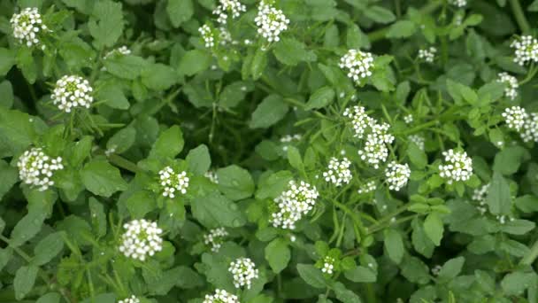 Jardin d'herbes de cresson, petites fleurs de plantes blanches gros plan. 4k, au ralenti 